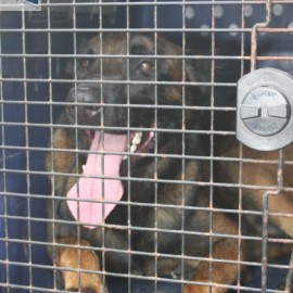 img 4817 - Sportraad Zaventem 